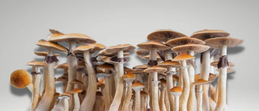 The Healing Power of Mushrooms: A Natural Boost for Your Skin and Wellness