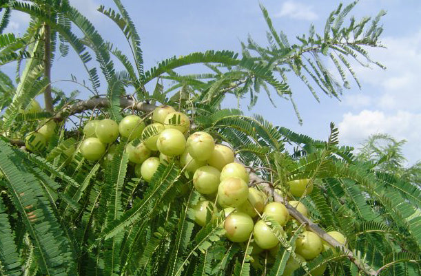 Organic Amalaki (Amla) Powder