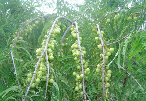 Organic Amalaki is harvested to provide you the best quality herbal jam in every jar of Organic Praas.