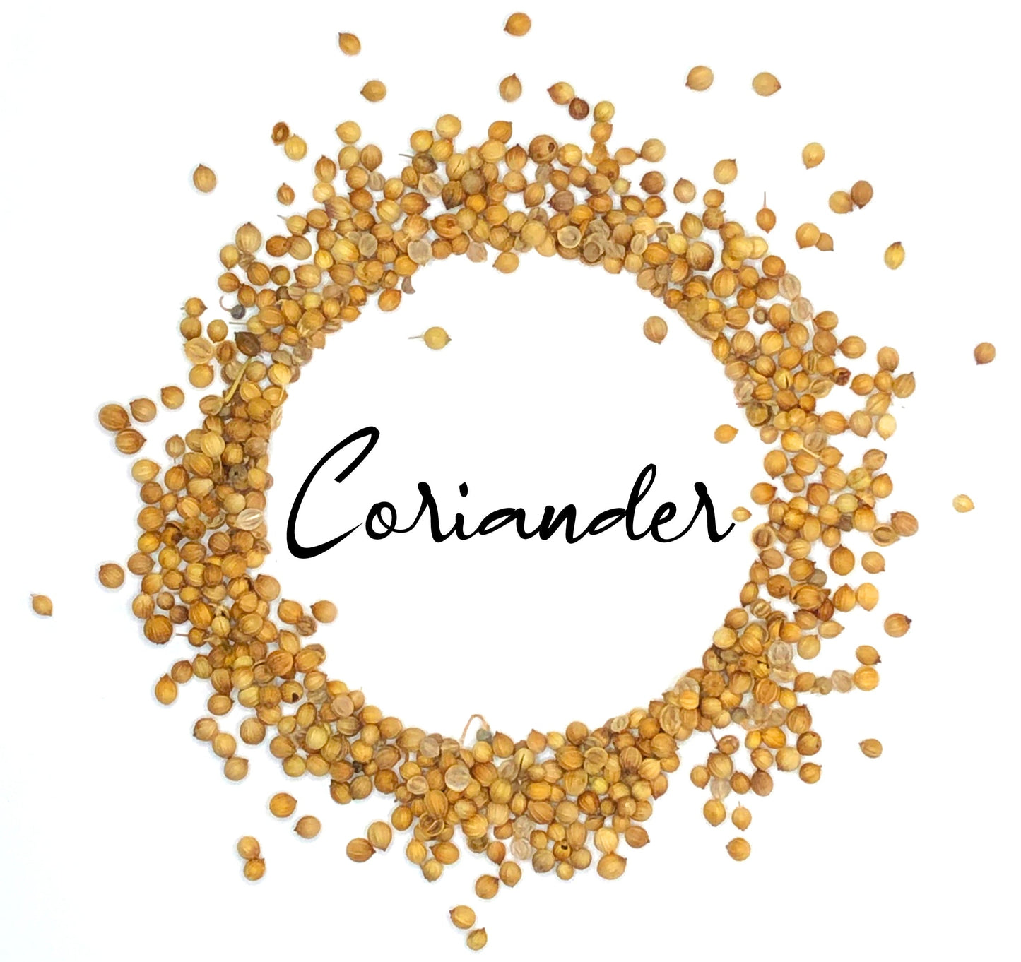 Wholesale Spices & Herbs - Coriander Seed Whole, Organic 1lb (4554g) Bag