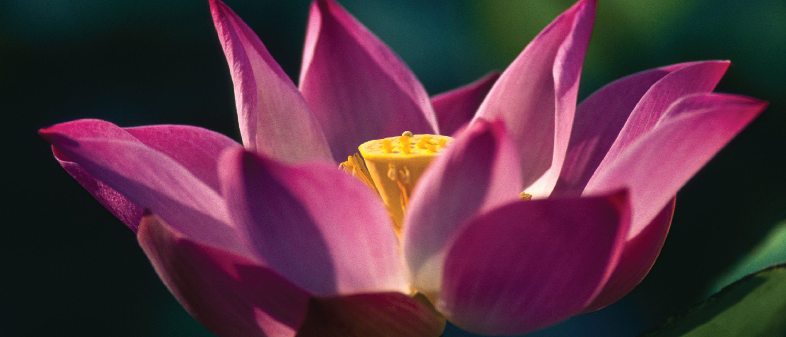 Lotus Flower Close Up