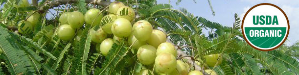 USDA Certified Amalaki Fruit