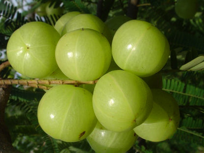 Fresh Amla fruits on a branch light green fruit