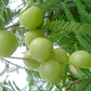 Amla, a great source of immune boosting, energizing fruit that is a key ingredient in Organic Praas, herbal jam.