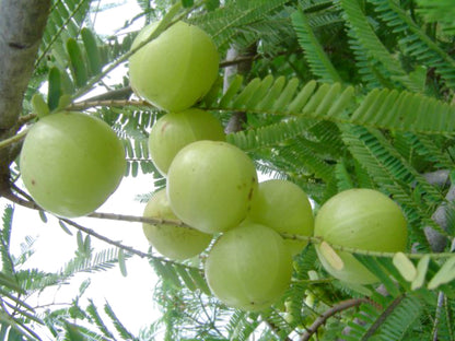 Amla, a great source of immune boosting, energizing fruit that is a key ingredient in Organic Praas, herbal jam.