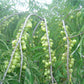 Organic Amalaki is harvested to provide you the best quality herbal jam in every jar of Organic Praas.